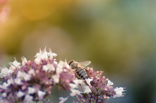 nature  insect  flower