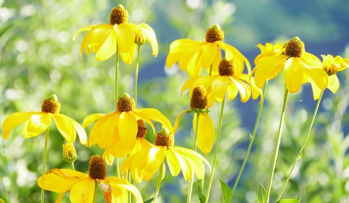 nature  garden  flowers