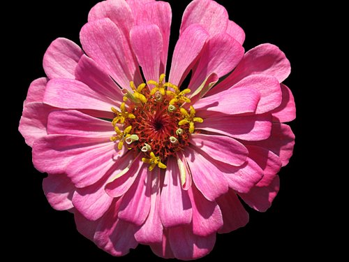 nature  close-up  bloom