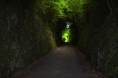 nature  green  road