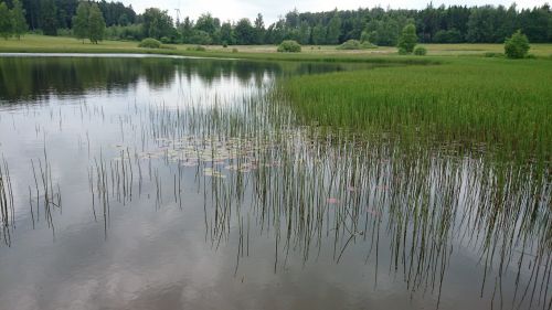 nature lake plant