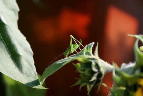 nature  grasshopper  summer