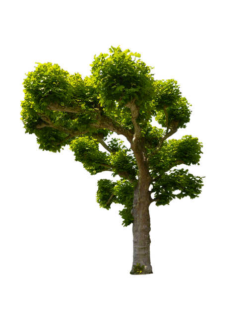 nature  tree  sycamore