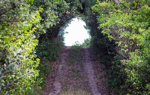 nature  pathway  path