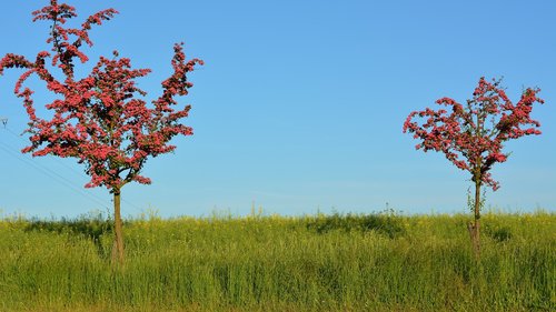 nature  road  trees