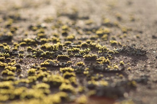 nature  outdoor  moss