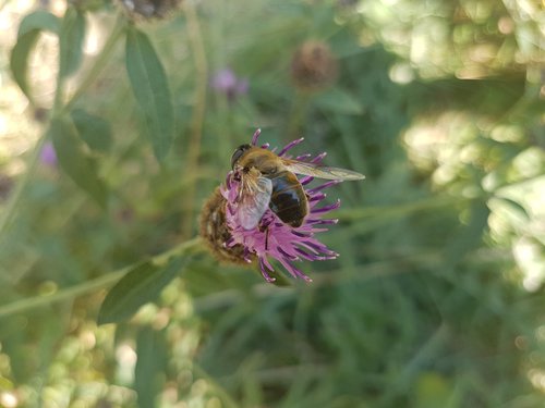 nature  natural  bee