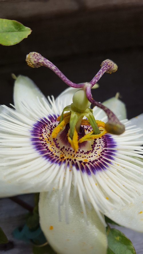 nature  flower  passiflora