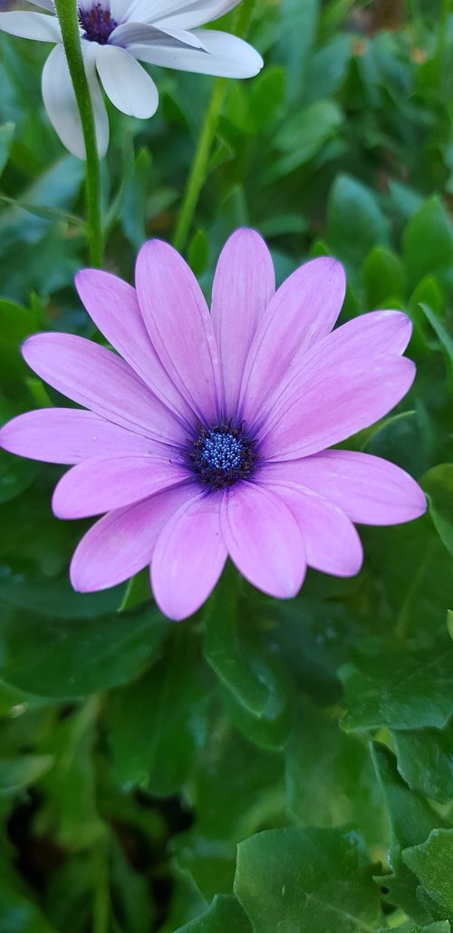 nature  flower  plant