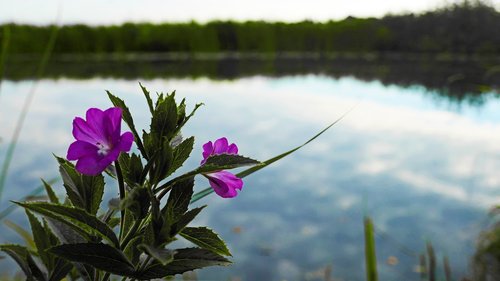 nature  flora  flower