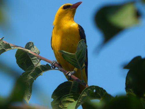 nature  birds  oriole