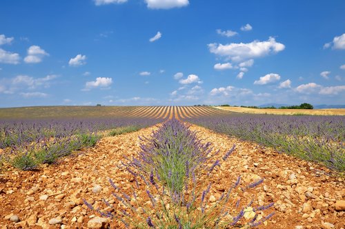 nature  landscape  lavender