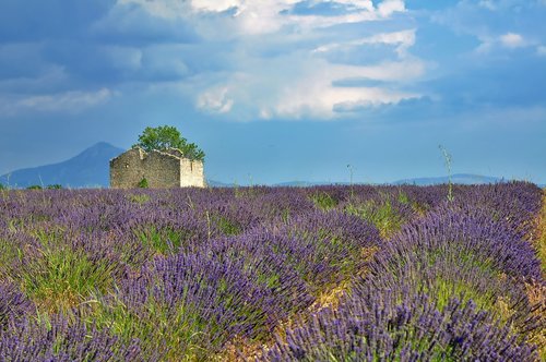 nature  landscape  lavender