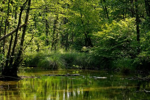 nature  river  trees