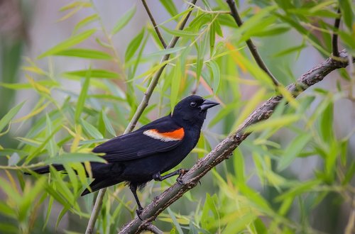 nature  bird  animal