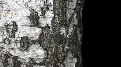 nature  tree  birch