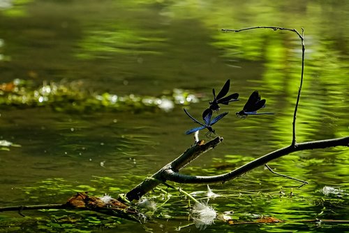 nature  pond  magnificent dragonflies male
