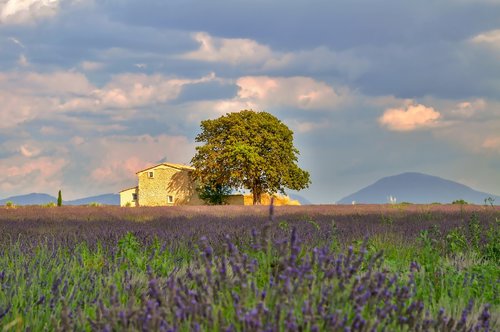 nature  landscape  lavender field