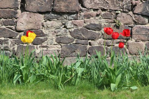 nature tulips wall