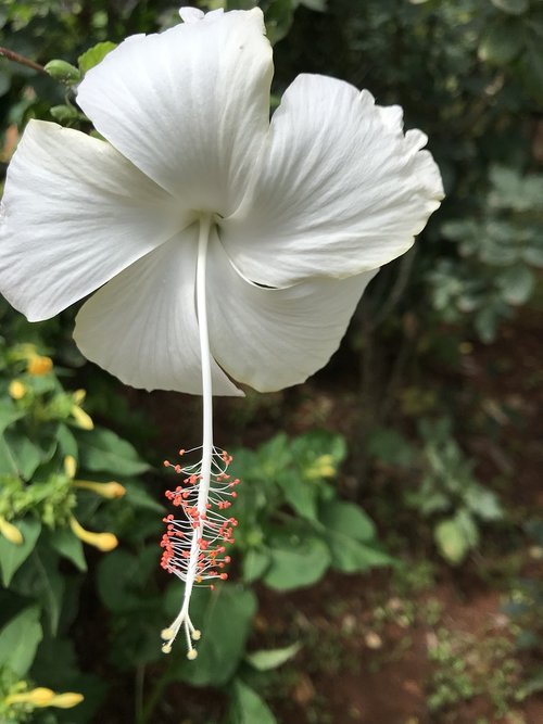 nature  flora  flower