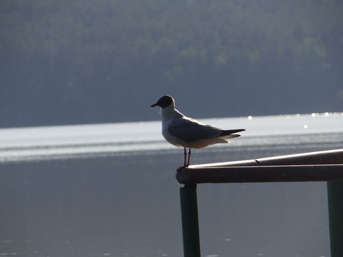 nature  bird  lake