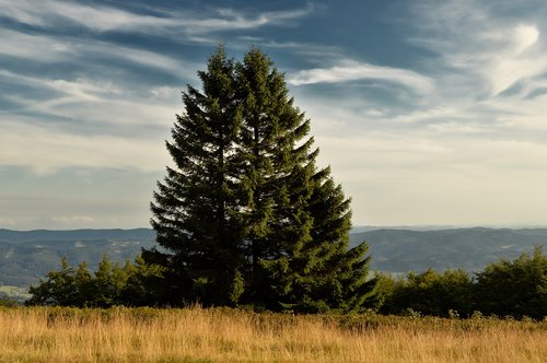 nature  tree  landscape