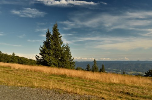 nature  tree  landscape