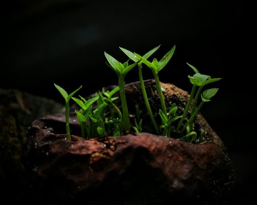 nature  growth  leaf