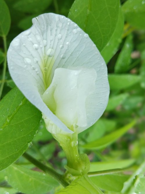 nature  nature beauty  flower