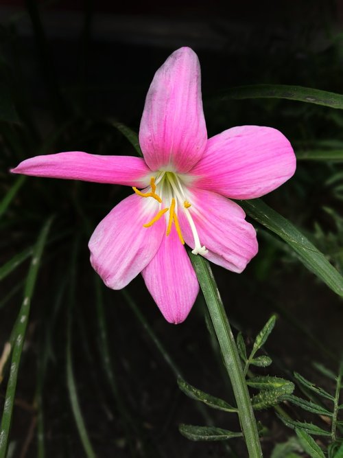 nature  nature beauty  flower