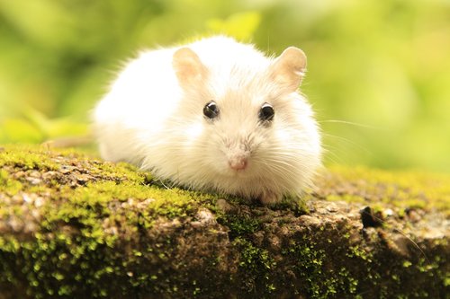 nature  hamster  pet