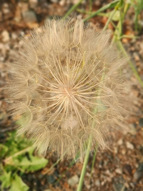 nature  flora  seed