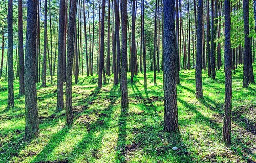 nature  landscape  forest