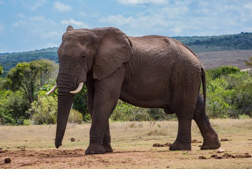 nature  elephant  mammal