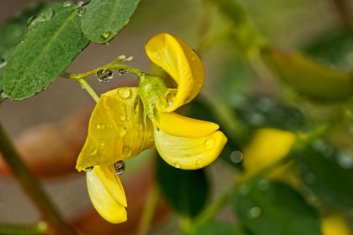 nature  shrub bloom  raindrop