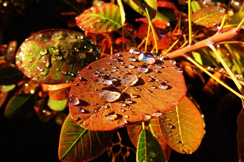 nature  leaves  fall color