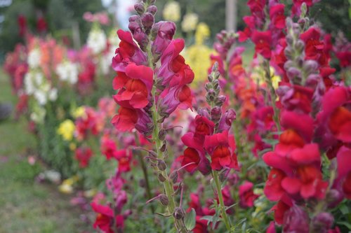 nature  flower flowers  red