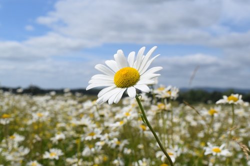 nature  flower field  outdoor