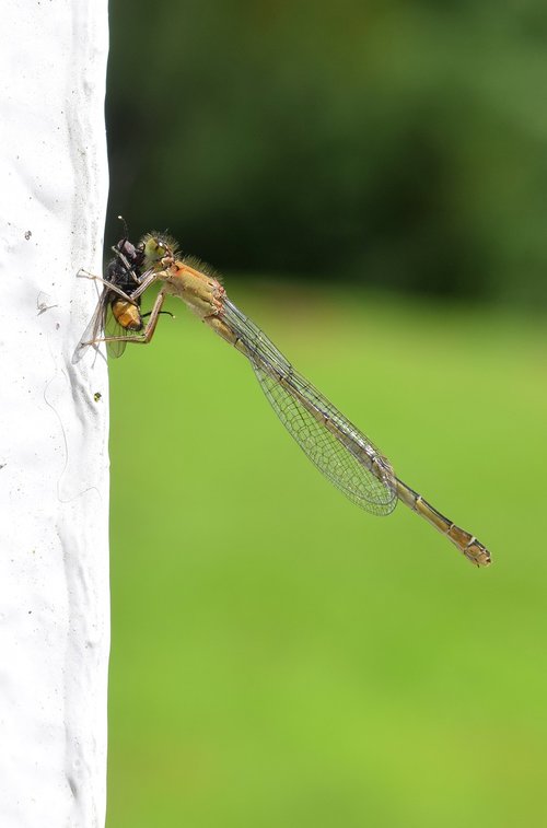 nature  fly  insect