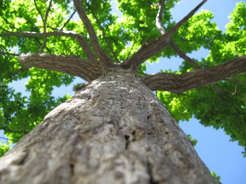 nature  tree  green