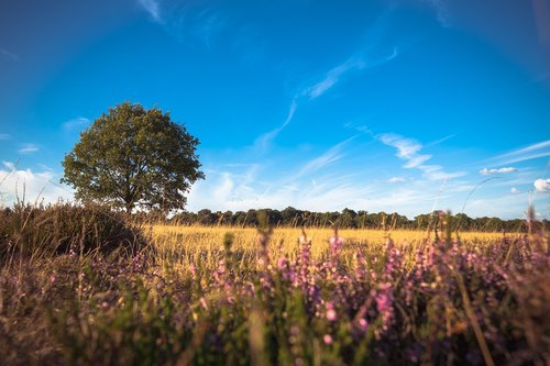 nature  tree  landscape