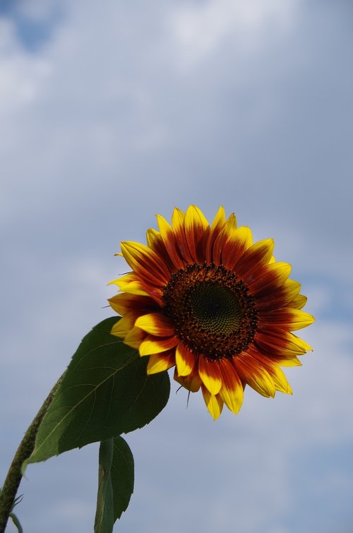 nature  flowers  summer