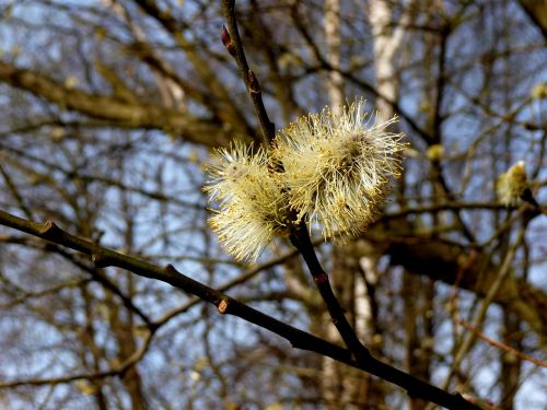 nature willow flower