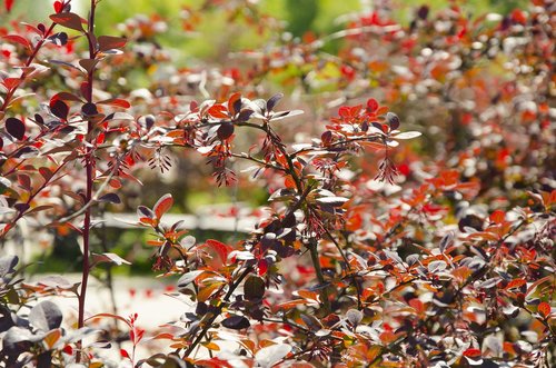 nature  burgundy  wine red