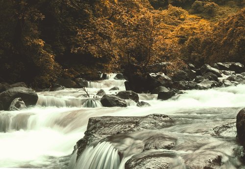 nature  forest  landscape