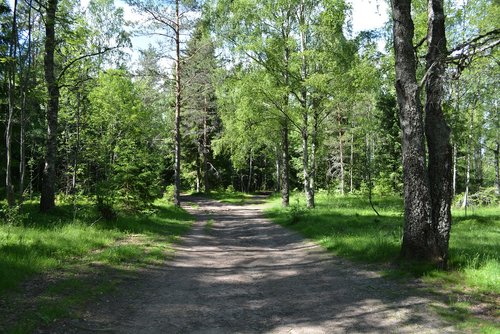 nature  forest  landscape