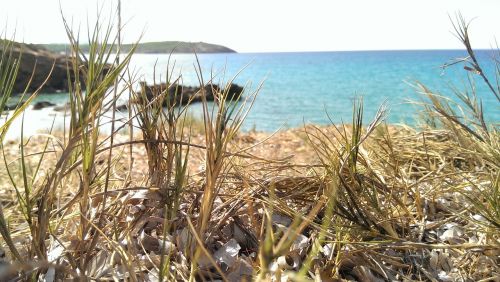 nature sea grass