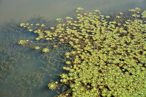 nature  aquatic  foliage