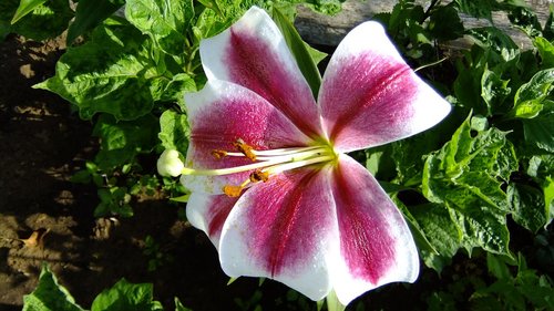 nature  summer  flower