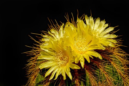 nature  plant  cactus